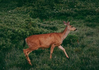 Mama Deer