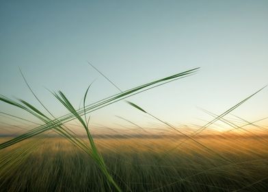 Sunrise Over Grass Field