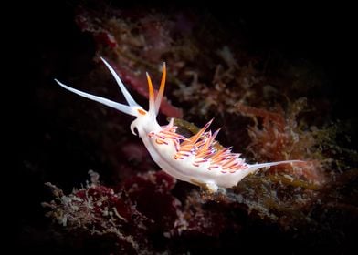 Nudibranch on Seaweed