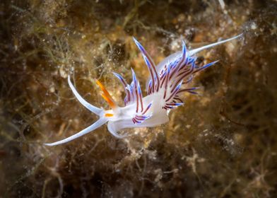 Nudibranch on Seaweed