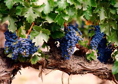 Ripe Grapes on Vine