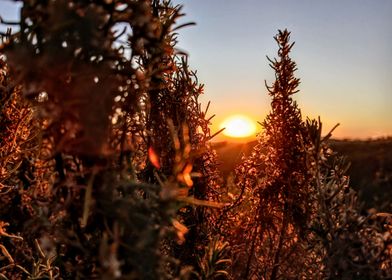 Sunset Through Branches