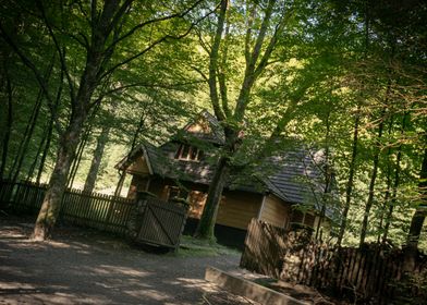 Wooden Cabin in Forest