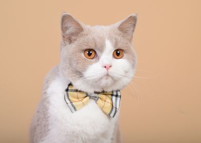 British short hair Cat in Bow Tie