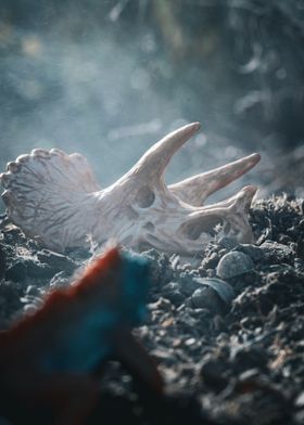 Triceratops Skull Fossil