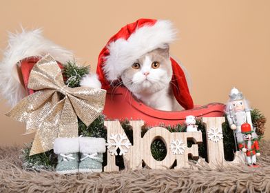 British shorthair Cat in Santa Hat with Noel Sign