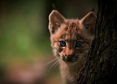 Lynx Kitten Portrait