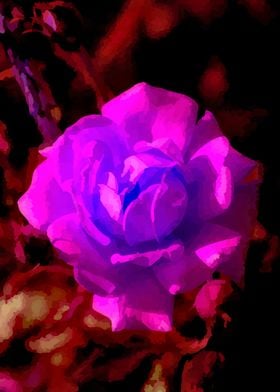 Purple Rose Close-Up