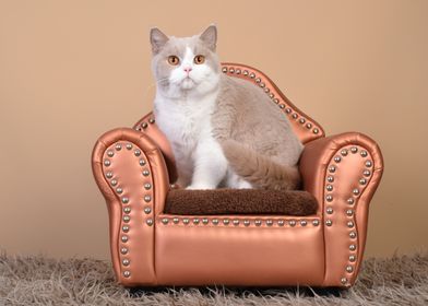 British short hair Cat in a Plush Sofa Bed