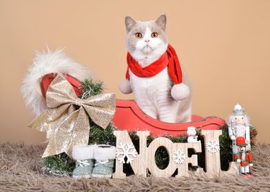 British Short Hair Cat in Santa Sleigh with Noel Sign