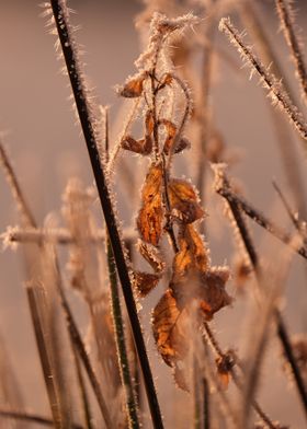 Frosted Winter Leaves