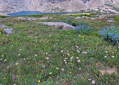 Alpine Wildflower Meadow