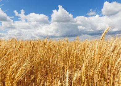 Golden Wheat Field