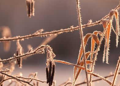 Frost-Covered Branches