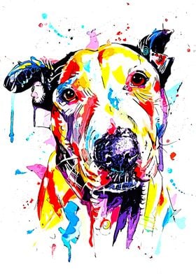 American Pitbull Terrier