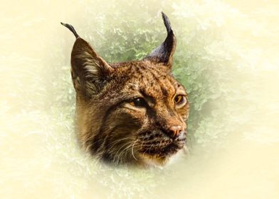 Lynx Portrait