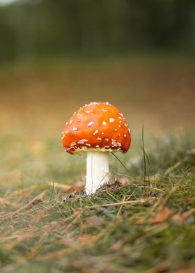 Red Mushroom in Grass