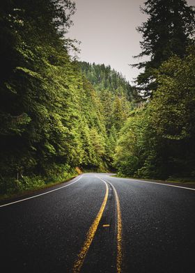 Winding Road Through Forest