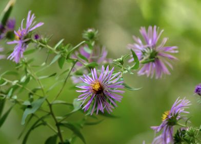 Purple Aster Flowers Blooming Closeup