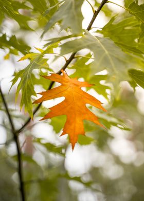 Autumn Leaf on Branch