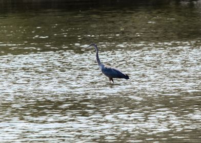 Great Blue Heron in Water