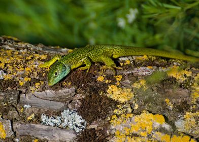 Green Lizard on Bark