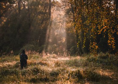 Sunlight in the Woods