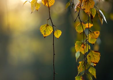 Autumn Birch Leaves