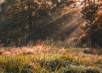 Sunbeams Through Grass