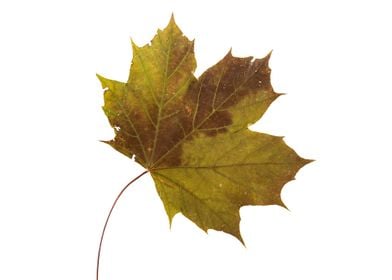 Single Brown and Green Maple Leaf