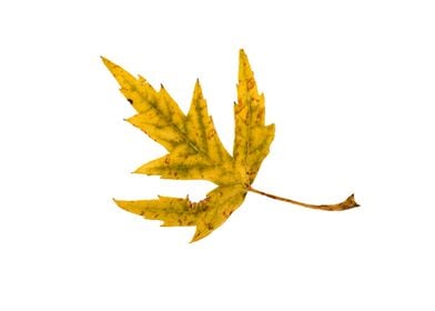 Yellow and Green Maple Leaf in Autumn