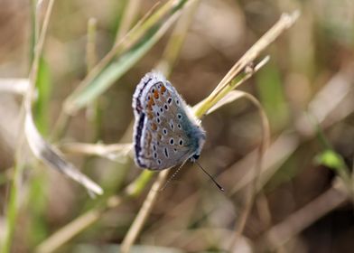 Blue Butterfly on Grass