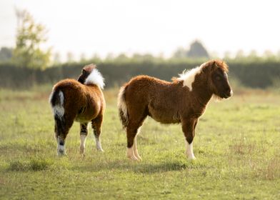 Two Ponys in a Field