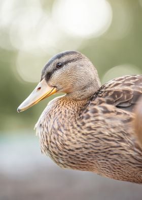 Duck Portrait