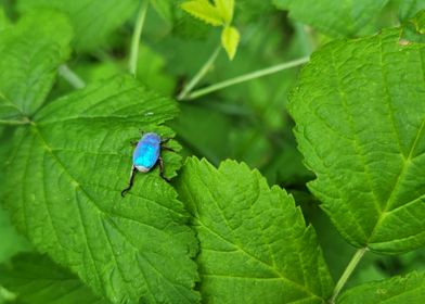 Blue Beetle on Leaf