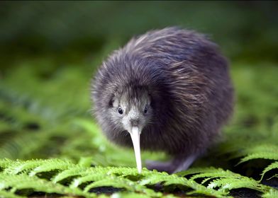 Kiwi Bird in Ferns