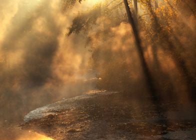 Misty Forest Stream