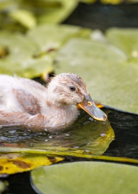 Duckling on Lily Pad