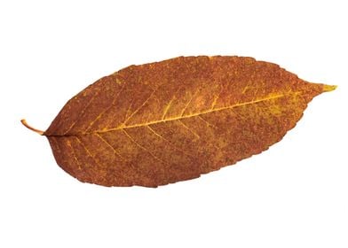 Dry Brown Ash Leaf in Autumn