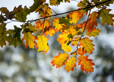 Autumn Leaves Branch