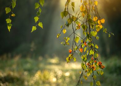 Autumn Birch Branch