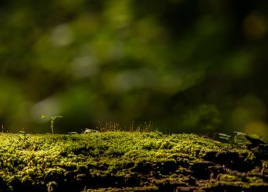 Green Mossy Log