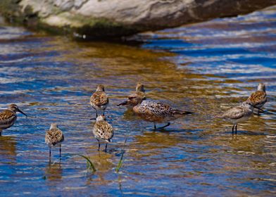 Shorebirds in Shallow Water