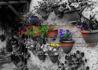 Colorful Flower Pots on Wall