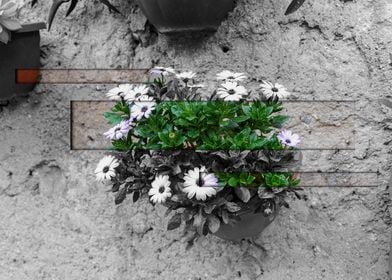 White Flowers on Grey Wall