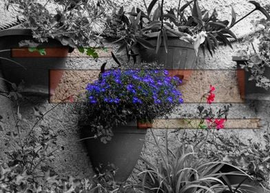 Blue Flowers in Pot