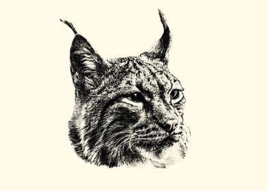 Lynx Portrait