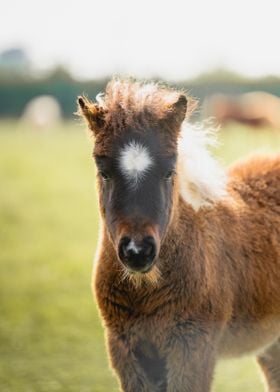 Brown and White Pony