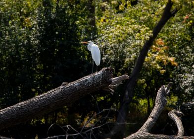 White Egret on Branch