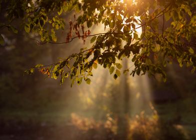 Sunbeams Through Leaves